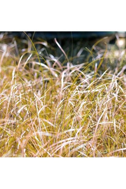 Осока жгутикова ‘Аубурн’ крупний план листя